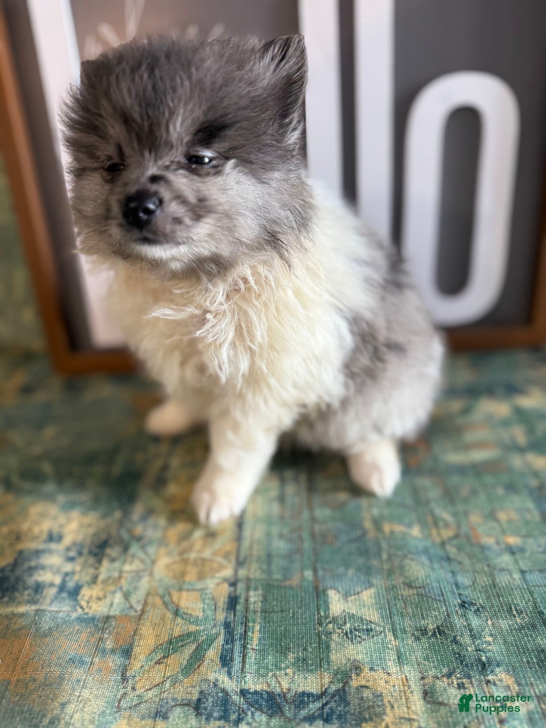Pomeranian dogs for sale: Aaron - Image 9