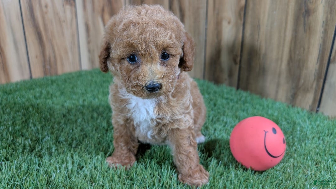 Miniature Poodle dogs for sale: Little Honey Girl 3 - Image 1