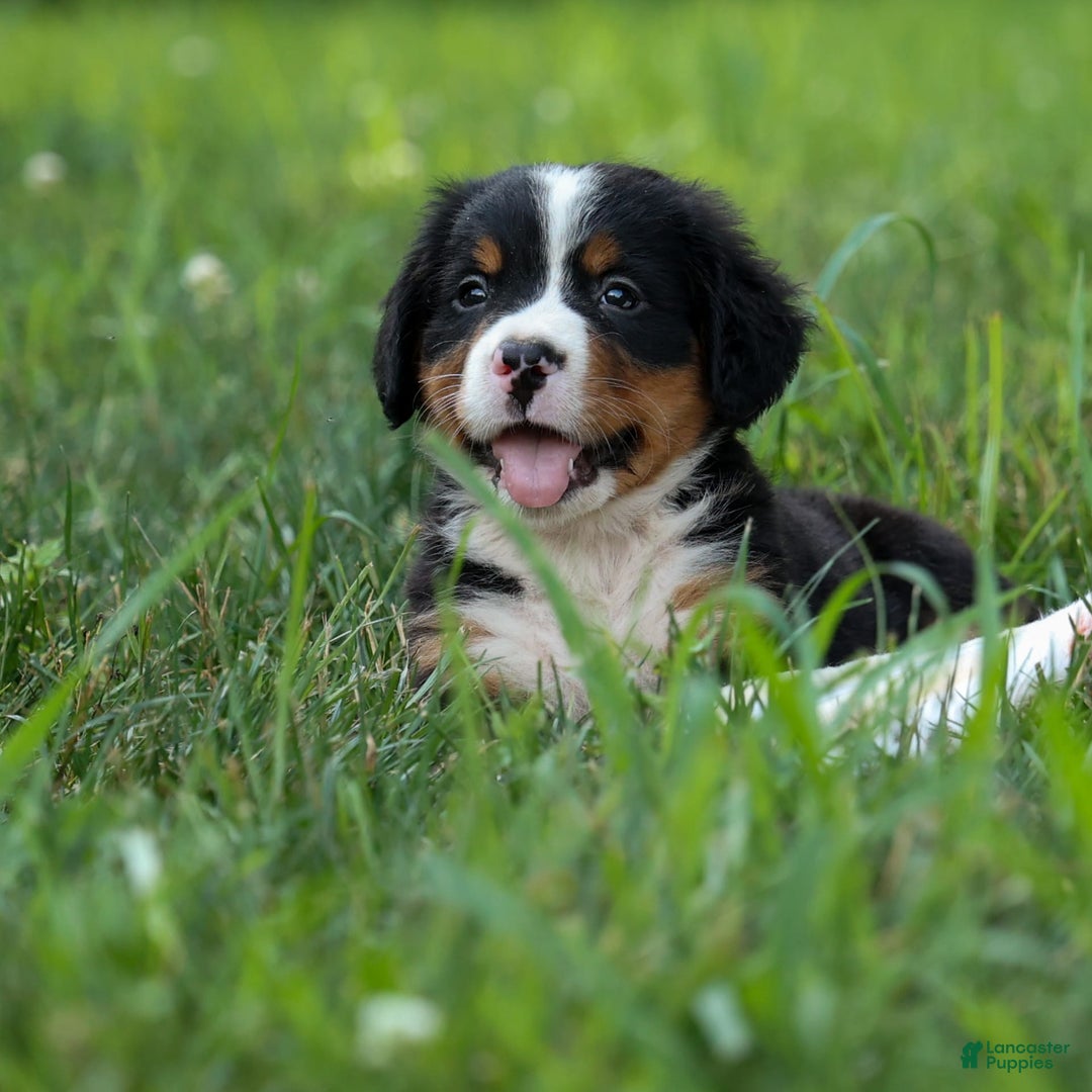 Bernese Mountain Dog dogs for sale: Sonny - Image 13