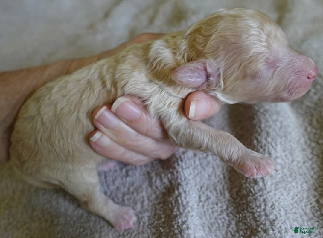 Toy Poodle dogs for sale: Zylo - Image 11