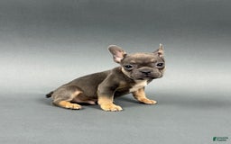 French Bulldog dogs for sale: French Bulldog 5 puppies - Image 10