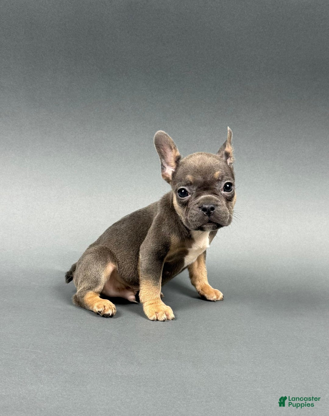 French Bulldog dogs for sale: French Bulldog 5 puppies - Image 10