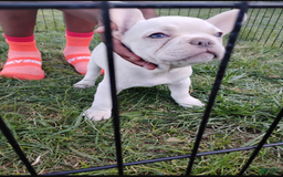 French Bulldog dogs for sale: Prince - Image 2