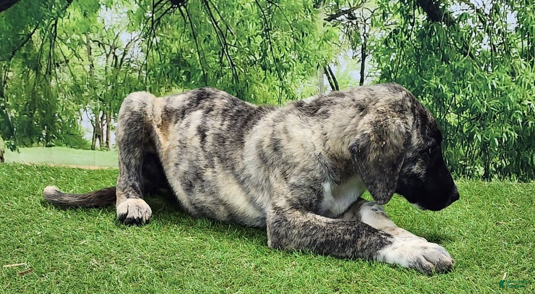 Anatolian Shepherd dogs for sale: Akc Dusty 2025 Male 3 - Image 2