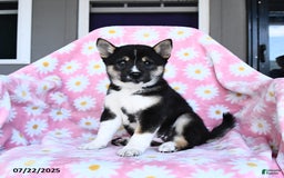 Shiba Inu dogs for sale: Marlene - Image 3
