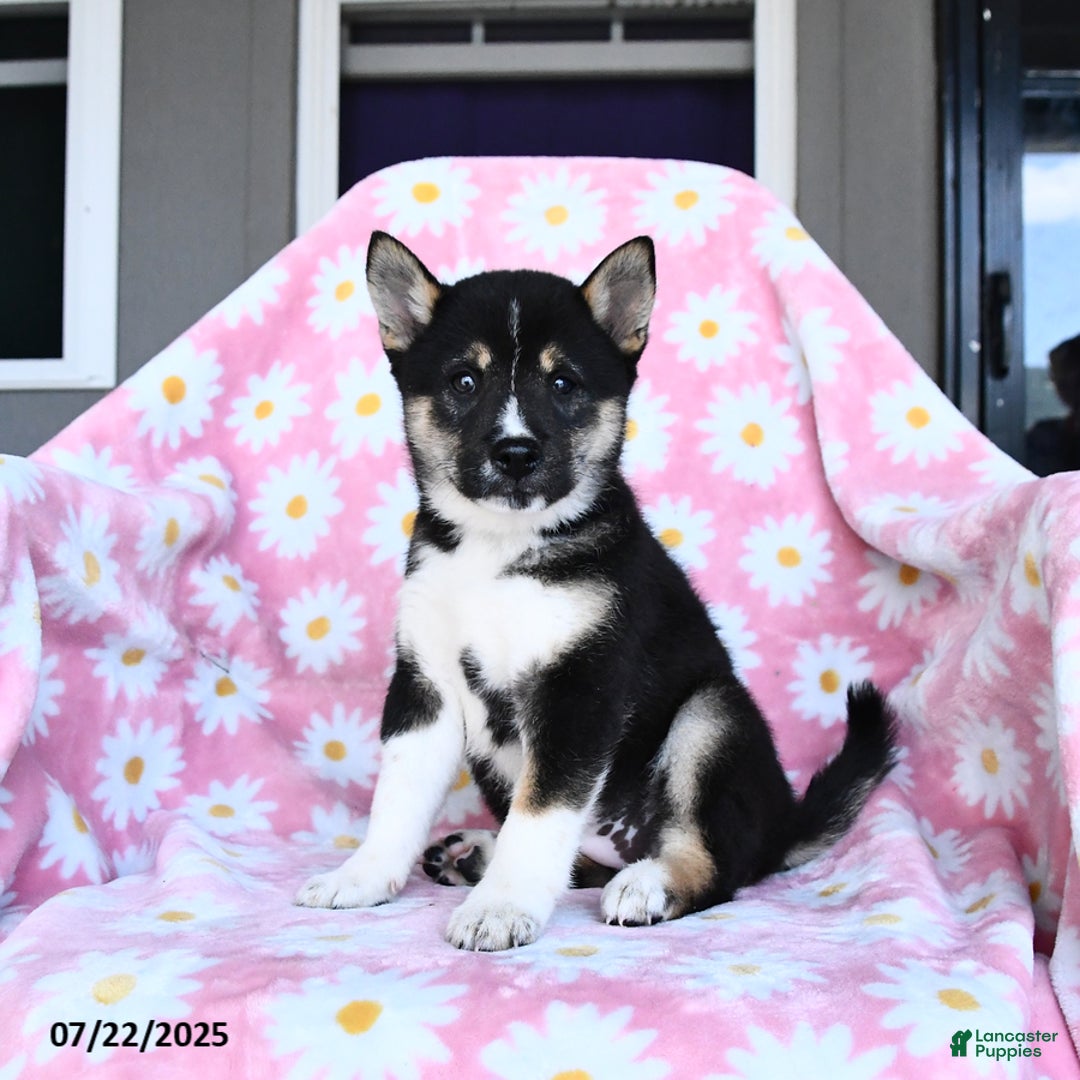 Shiba Inu dogs for sale: Marlene - Image 3
