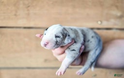 Great Dane dogs for sale: Luna - Image 3