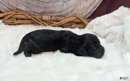 Cockapoo dogs for sale: Miranda - Image 7