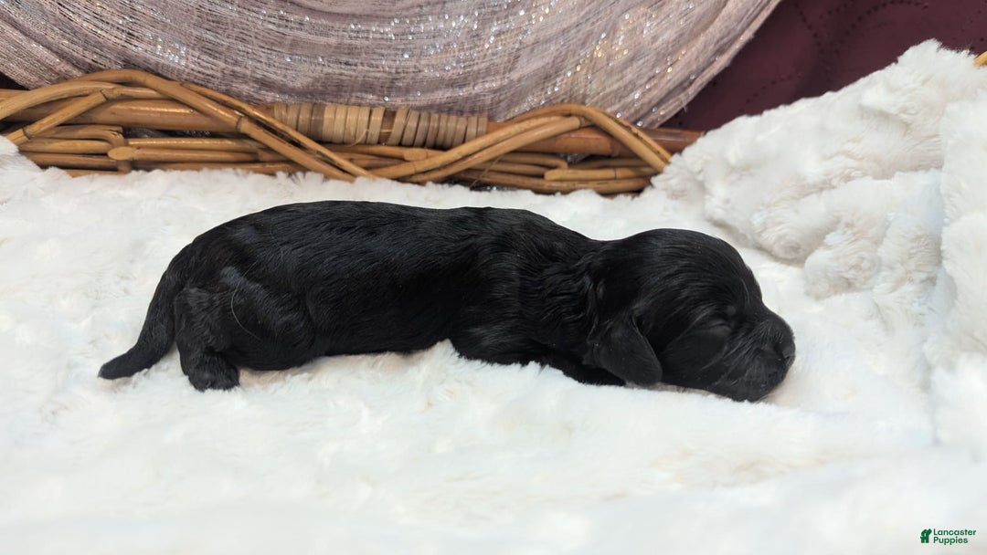 Cockapoo dogs for sale: Miranda - Image 7