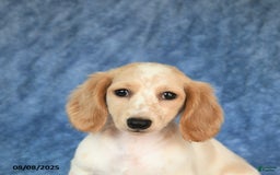 Miniature Dachshund dogs for sale: Sasha - Image 5