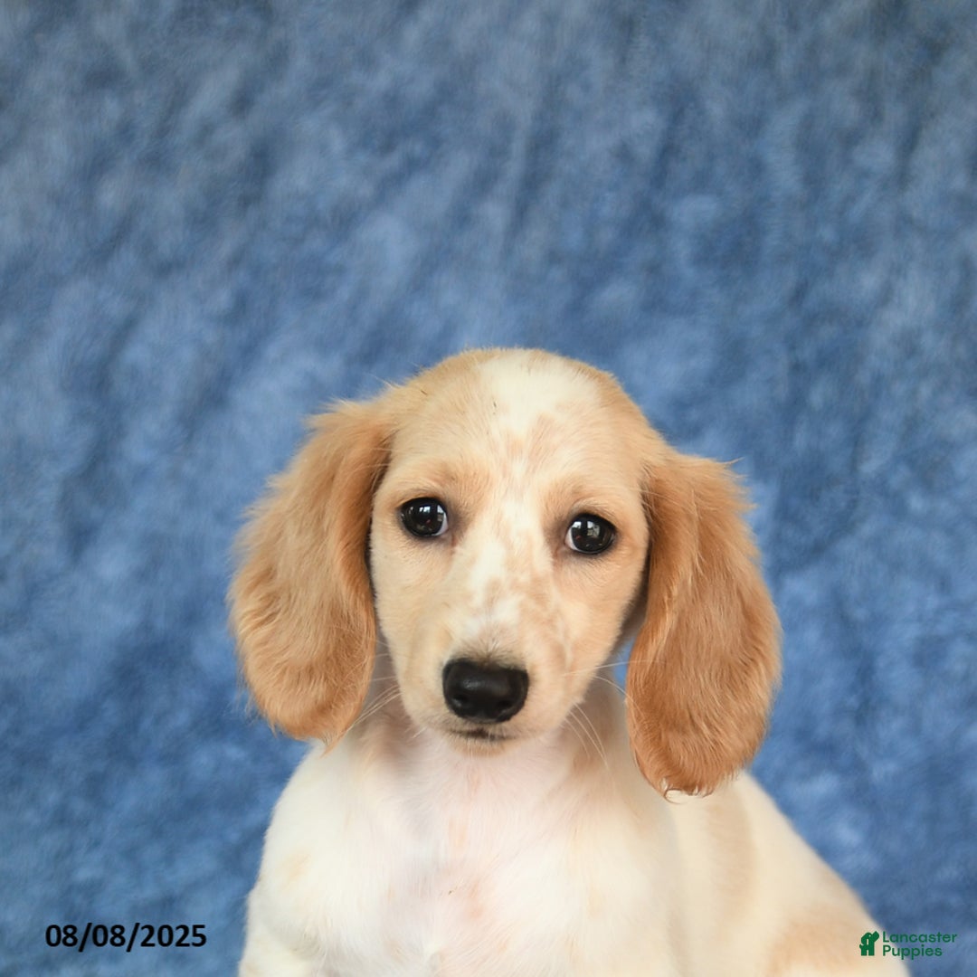 Miniature Dachshund dogs for sale: Sasha - Image 5