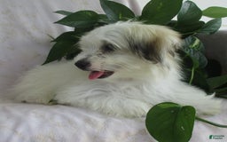 Morkie dogs for sale: Oliver - Image 4