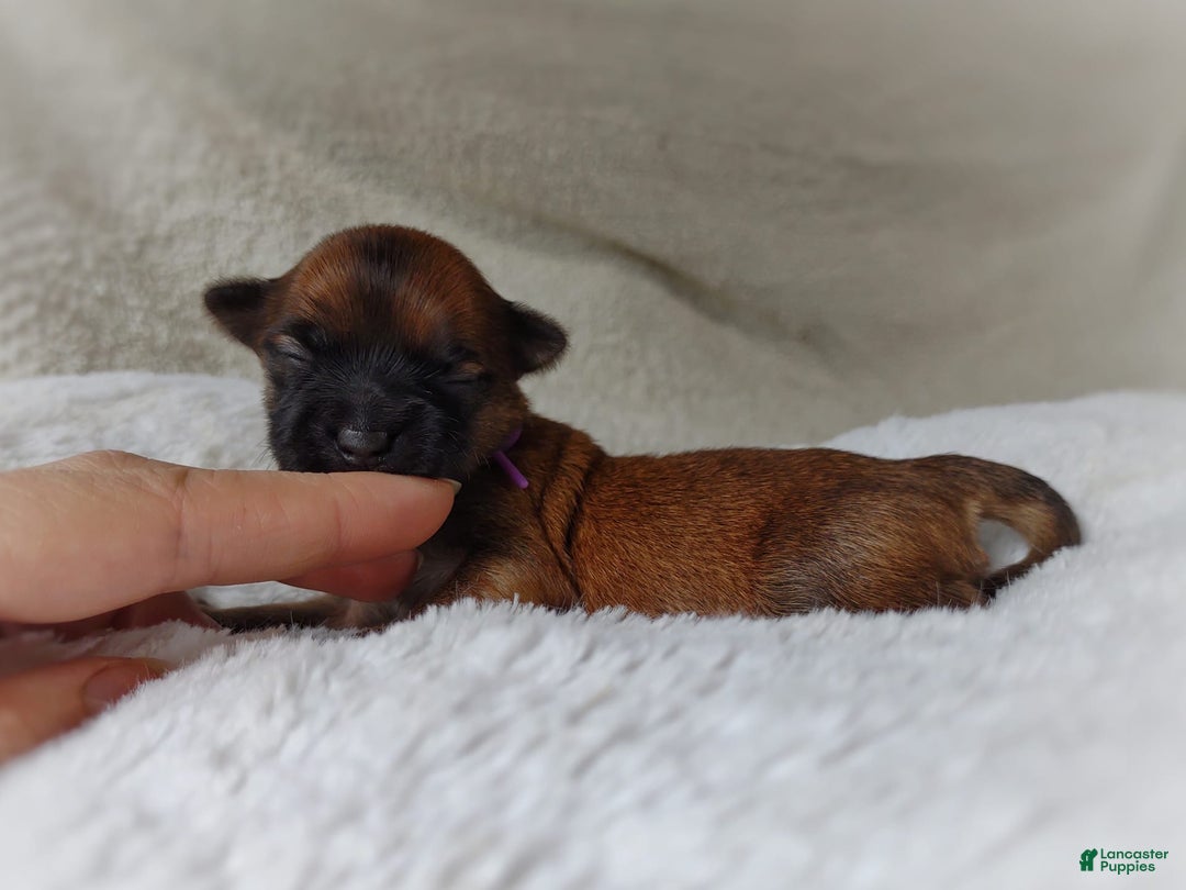 Morkie dogs for sale: Rare Gold Sable Firefly - Image 16