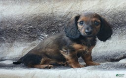 Miniature Dachshund dogs for sale: Tanner - Image 2