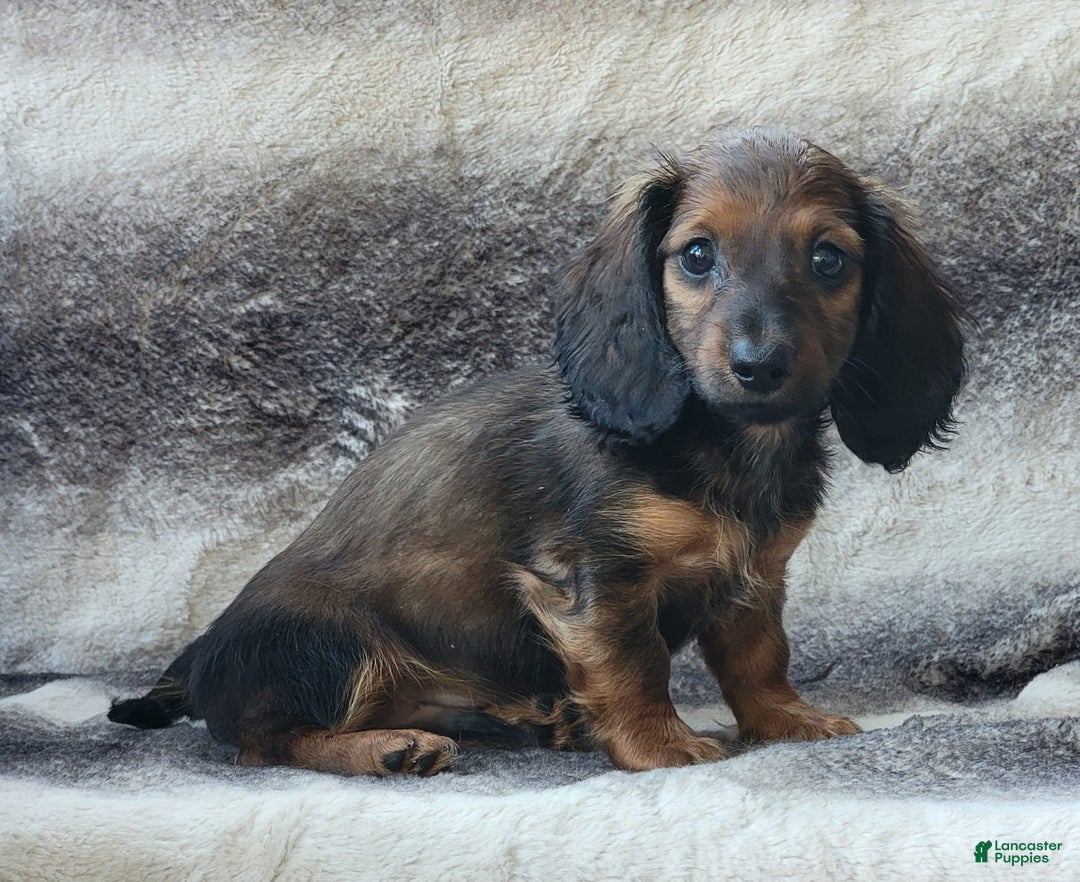 Miniature Dachshund dogs for sale: Tanner - Image 2