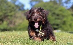 Yorkiepoo dogs for sale: Henry - Image 6
