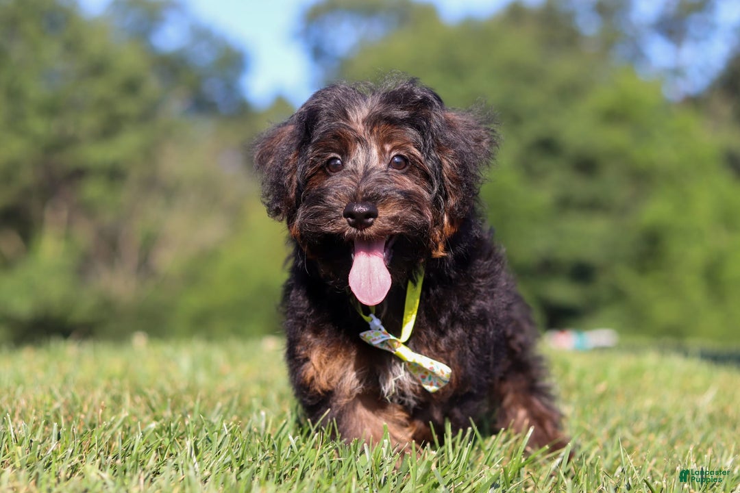 Yorkiepoo dogs for sale: Henry - Image 6