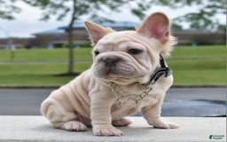 French Bulldog dogs for sale: Rayna Big Rope Velvet Fluffy - Image 1