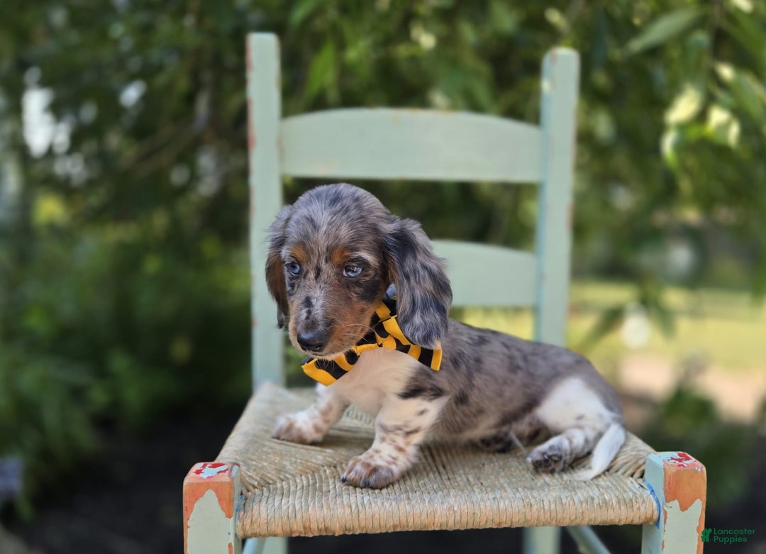 Miniature Dachshund dogs for sale: Trigger - Image 8
