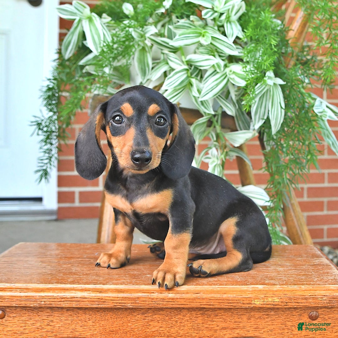 Miniature Dachshund dogs for sale: Sweetie - Image 5