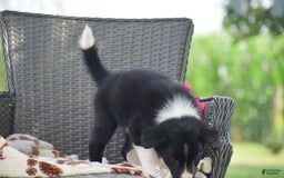 Border Collie dogs for sale: Baxton - Image 1