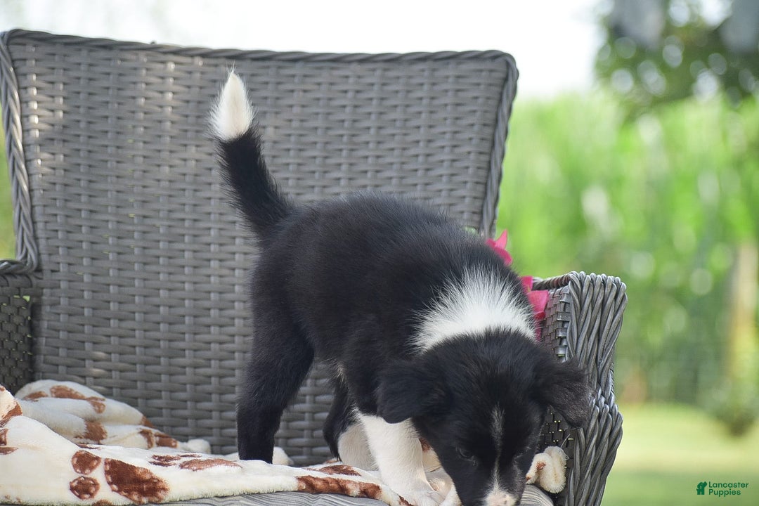 Border Collie dogs for sale: Baxton - Image 1