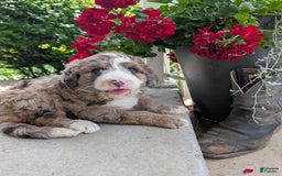 Bernedoodle dogs for sale: Dolly - Image 4
