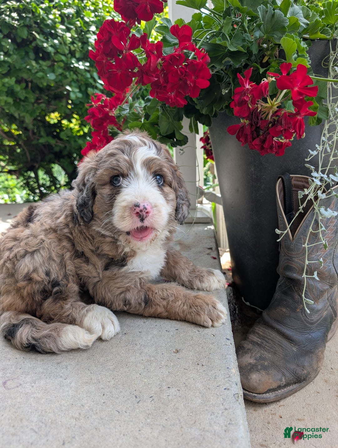Bernedoodle dogs for sale: Dolly - Image 4