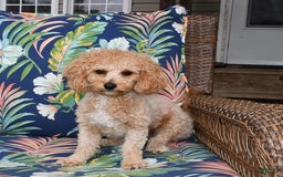 Forever dogs for sale: Teddy - Image 6