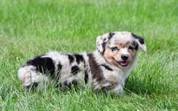 Australian Shepherd dogs for sale: Bella - Image 8