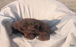 Goldendoodle dogs for sale: Ellie - Image 3