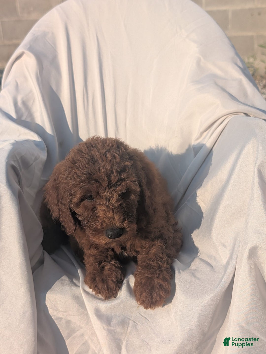 Goldendoodle dogs for sale: Ellie - Image 3