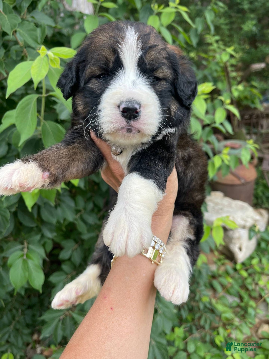 Bernedoodle dogs for sale: 🌸strawberry Shortcake - Image 1