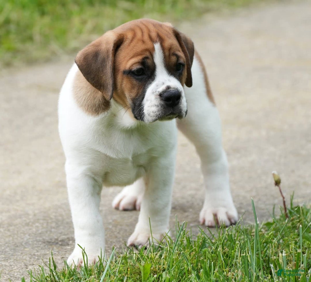 Beabull dogs for sale: Angie - Image 4