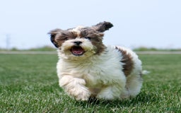 Shihpoo dogs for sale: Anya - Image 15
