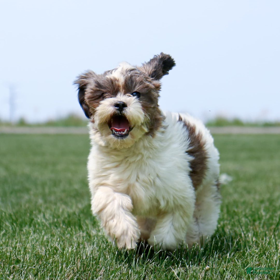 Shihpoo dogs for sale: Anya - Image 15