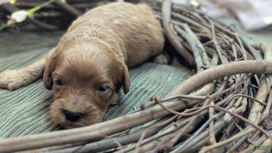Cavapoo dogs for sale: Apollo - Image 18