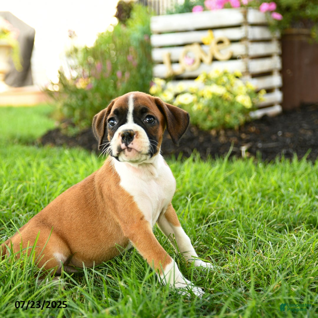Boxer dogs for sale: Ella - Image 3