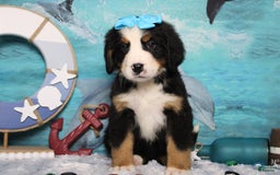 Bernese Mountain Dog dogs for sale: Pebbles - Image 32