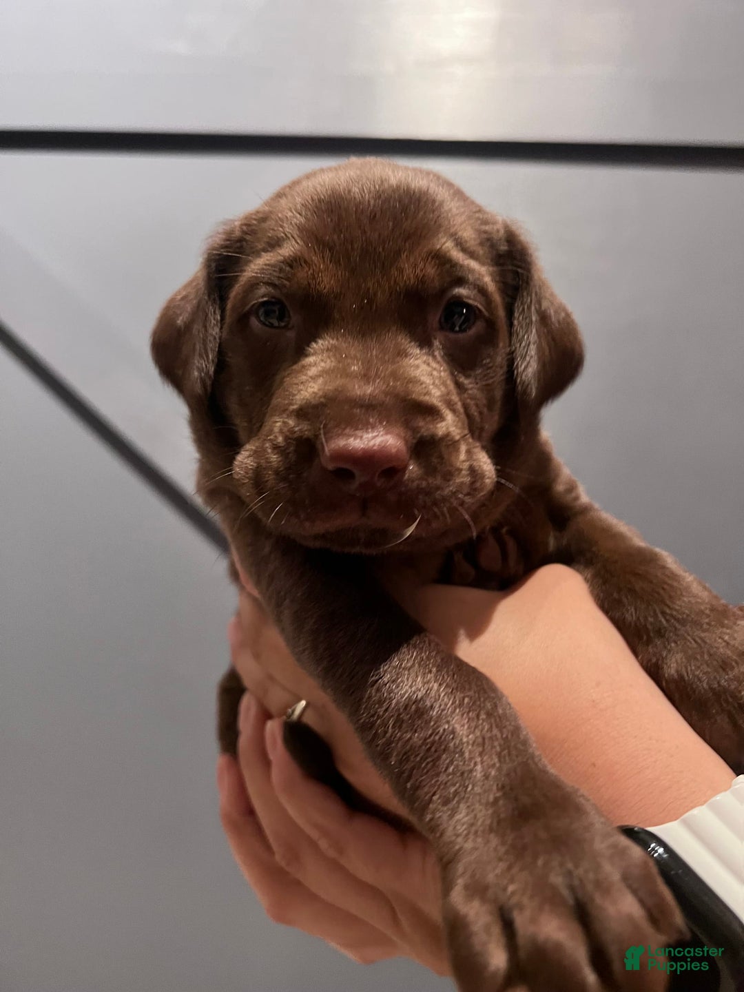 Labrador Retriever dogs for sale: Bear - Image 3