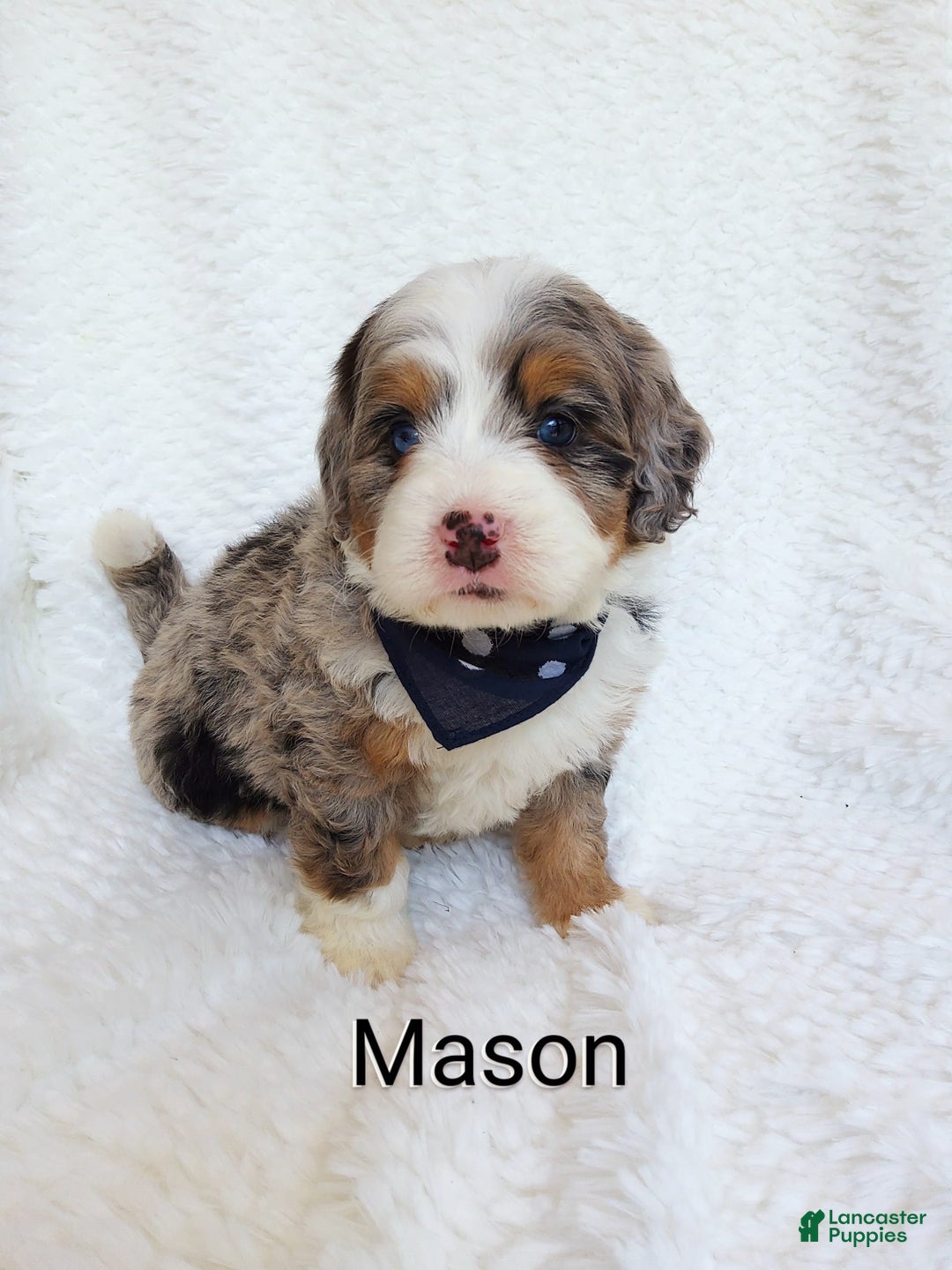 Mini Bernedoodle dogs for sale: Mason - Image 2