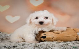 Bichon Frise dogs for sale: Bendict - Image 3