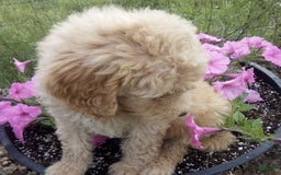 Goldendoodle dogs for sale: Mickey - Image 8