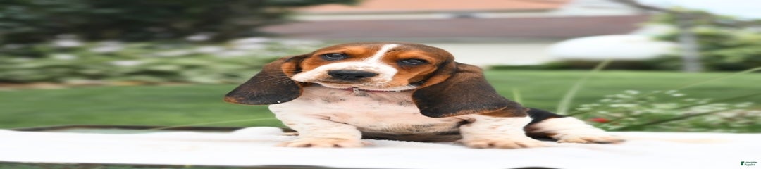 Truman