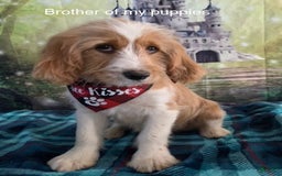 Beagle dogs for sale: Bassetdoodles - Image 6