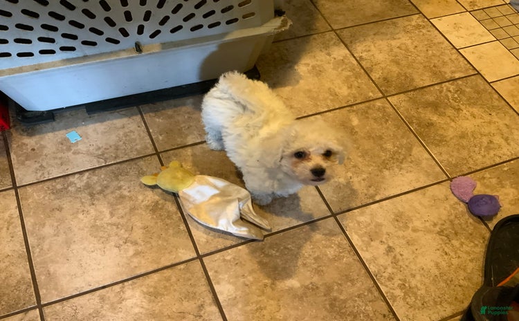 Bichon Frise dogs - Advert 17