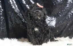 Toy Poodle dogs for sale: Luna - Image 1