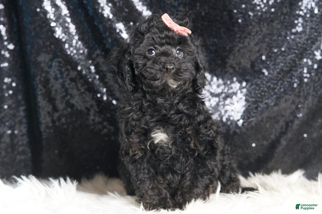 Toy Poodle dogs for sale: Luna - Image 1
