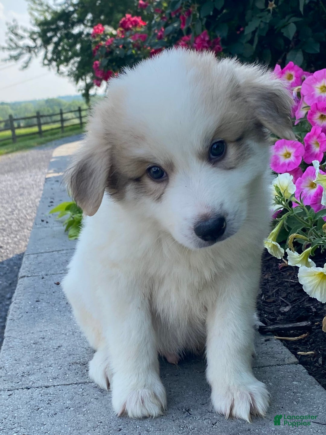 Great Pyrenees dogs for sale: Gordan - Image 1