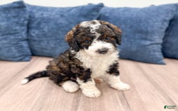 Mini Bernedoodle dogs for sale: Blaze - Image 7